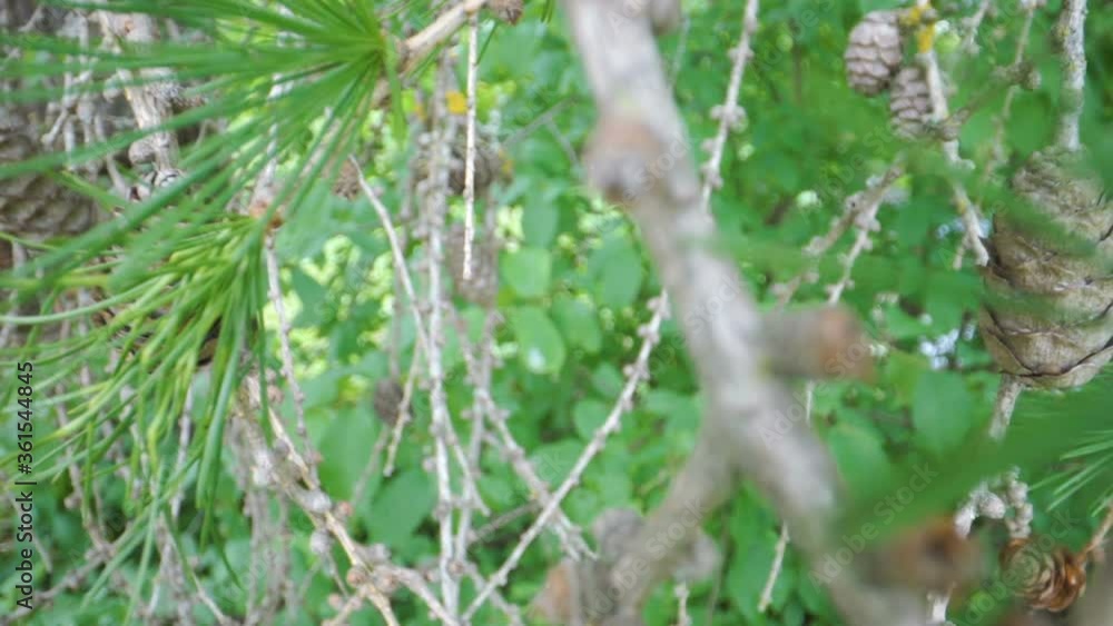 Closer look of the stems and leaves of the Larix tree Closer look of the stems and leaves of the Larix tree