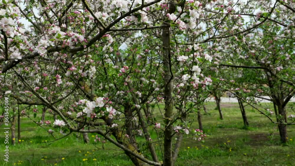 Up down pan of apple tree in blossom inside orchard. stock footage apple tree orchard. Up down pan of apple tree in blossom inside orchard. stock footage apple tree orchard.