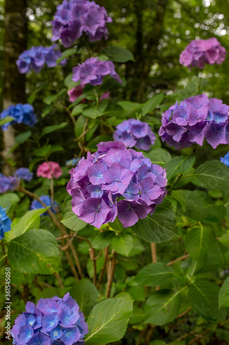 purple flowers in the garden