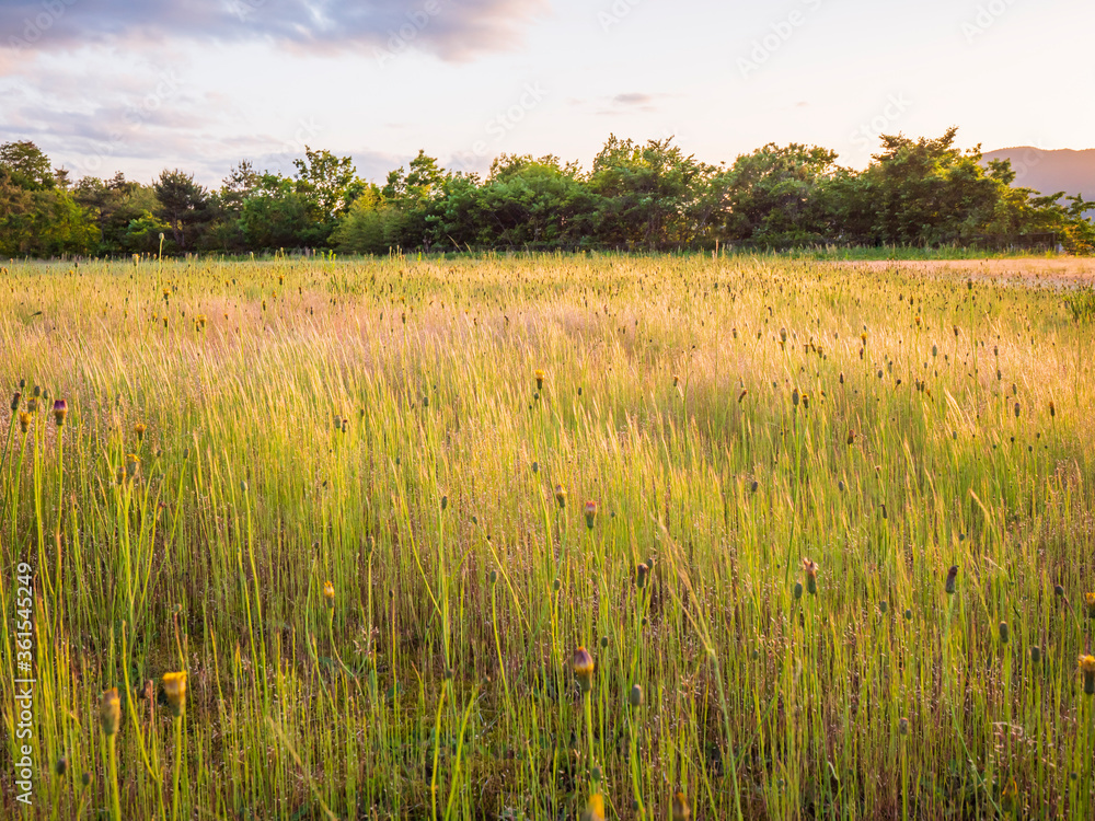 Fototapeta premium 草原