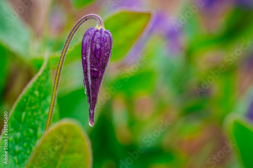 purple flower on green background photo