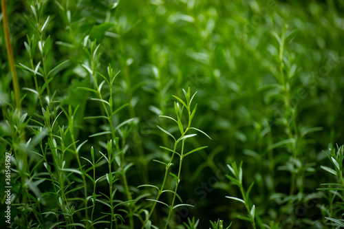 Green leaves of a Bush in the garden, close-up.