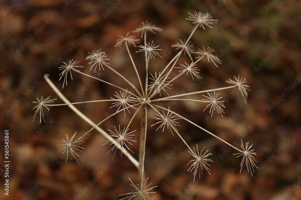 Wald, Sternblume, Herbst