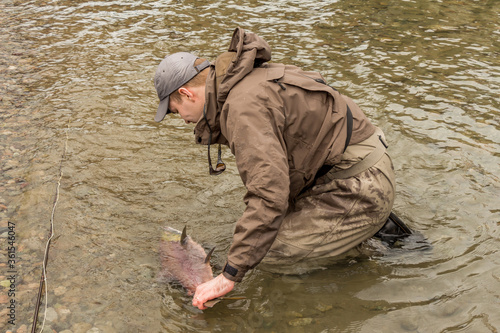 Obraz na plátně A fly fisherman about to release a Sockeye Salmon (Oncorhynchus nerka)