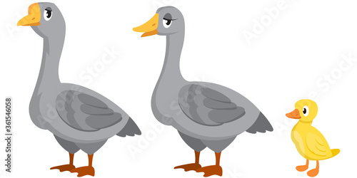 Goose family side view. Farm animals of different sex and age.