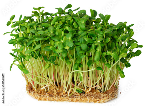 Micro green sprouts of borago or cucumber grass isolated on white