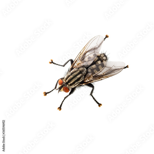 Drosophila Diptera House Fly Insect Isolated on White
