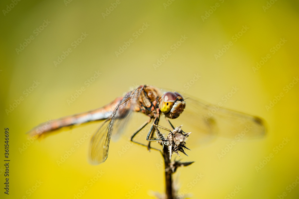 Dragonfly Insect Sitting on Plant Macro Portrait on Green Background Dragonfly Insect Sitting on Plant Macro Portrait on Green Background