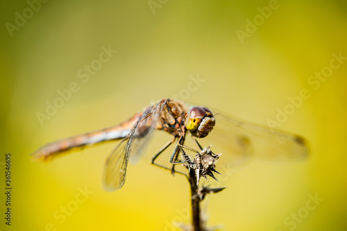 Dragonfly Insect Sitting on Plant Macro Portrait on Green Background