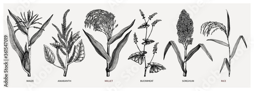 Hand drawn cereal crops - maize, millet, sorghum, rice, buckwheat, amaranth sketches. Healthy food plants collection. Vector vegetables drawing in engraved style.  photo