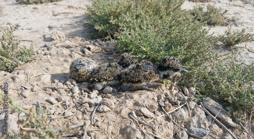 Close up of little cute red wattled lapwing chicks.