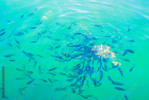 Wild fishes underwater world in the blue sea