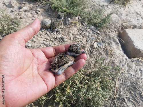Close up of little cute red wattled lapwing chick