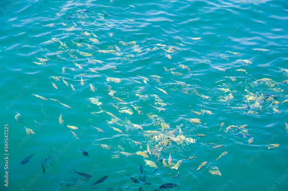 Fishes in the sea.