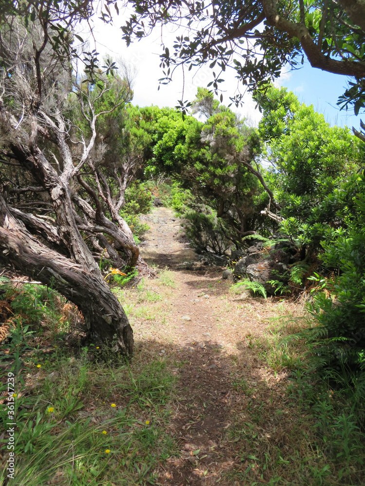 footpath in a forest of junipers on pico island, azores - portugal footpath in a forest of junipers on pico island, azores - portugal
