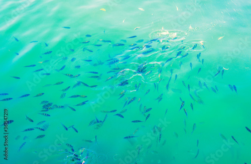 Fish in the aquarium, natural sea.