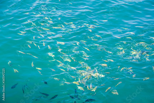 Fishes in the sea.