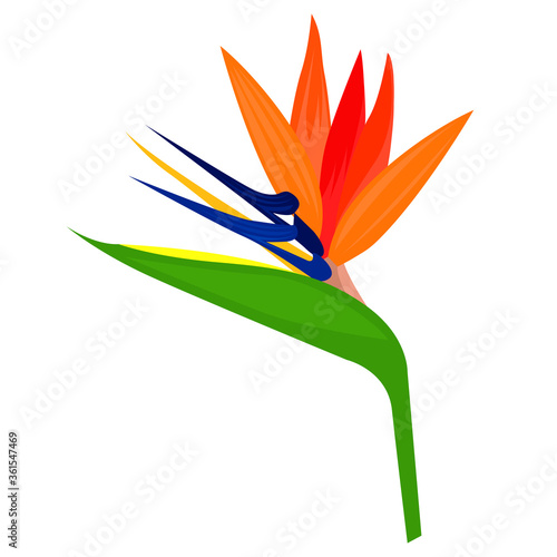 Close-up image of orange wildflower from South America, isolated illustration element. Vector illustration of tropical flower called crane flower, bird of paradise or strelitzia reginae.