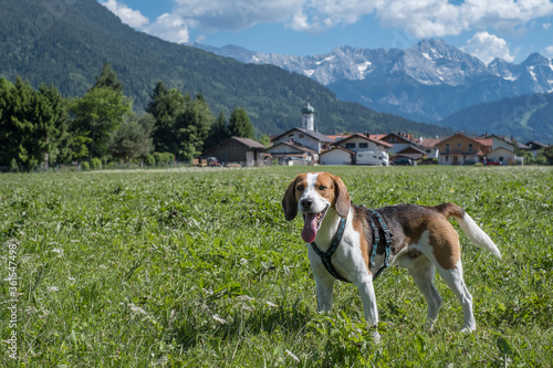 Beagle mit Dorf Farchant