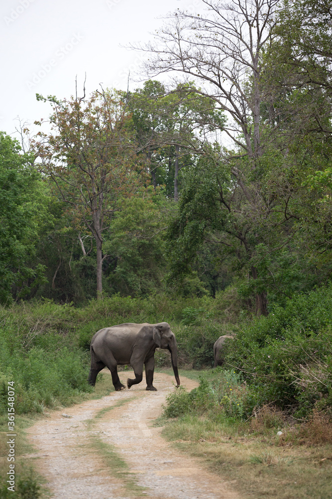Elephants crossing the road at Jim Corbett National Park, India