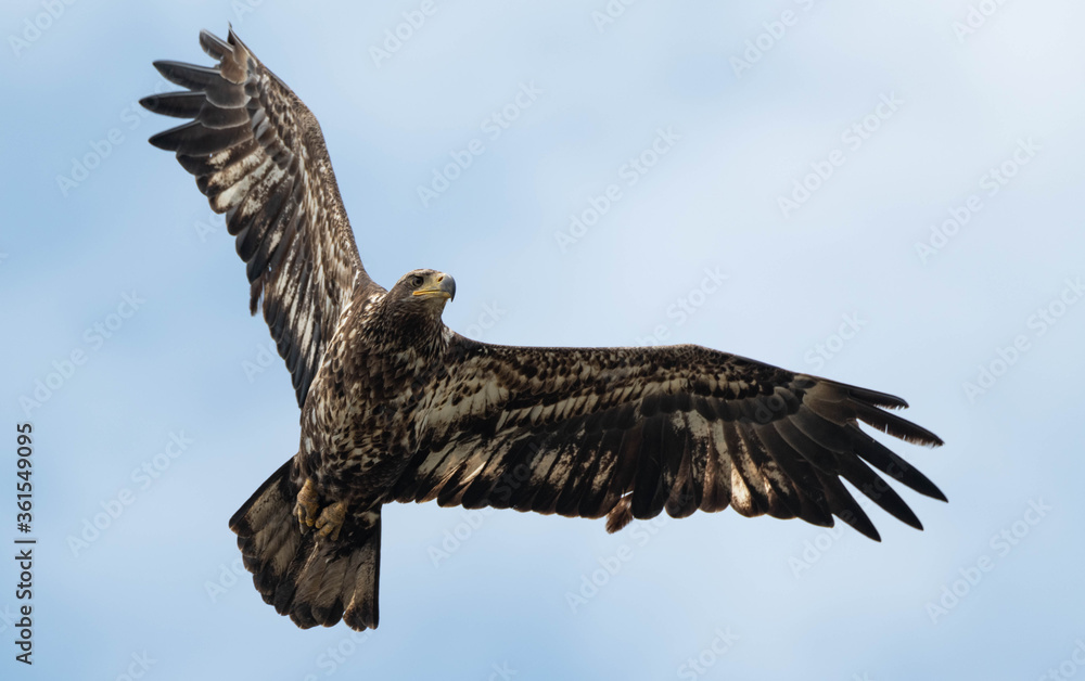 Fototapeta premium Juvenile Bald Eagle in Flight