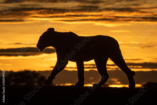 Lioness walks silhouetted at dawn on horizon