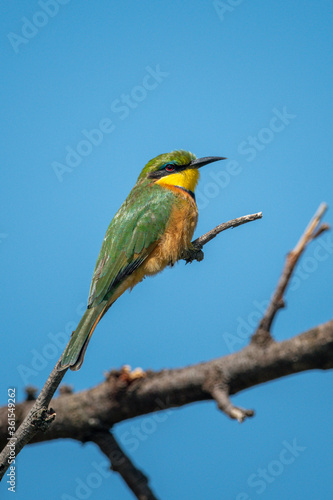 Little bee-eater on branch under blue sky