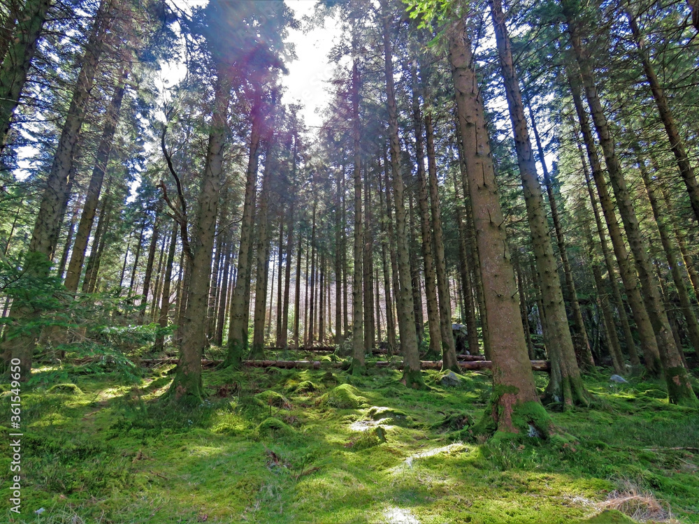 Obraz premium Woodland forest landscape scene in North Wales