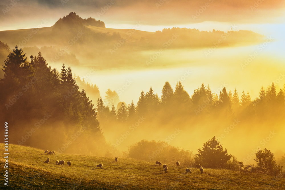 Fotobehang Oranje Mountain foggy landscape in the autumn morning. Herd of grazing sheep on a meadow. The Orava region near the village of Zazriva in Slovakia, Europe. #361549699