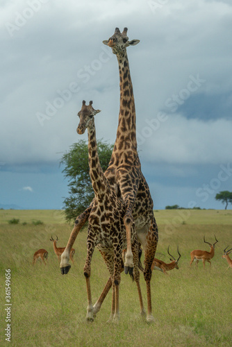 Photography Male Masai giraffe mounts female near impala