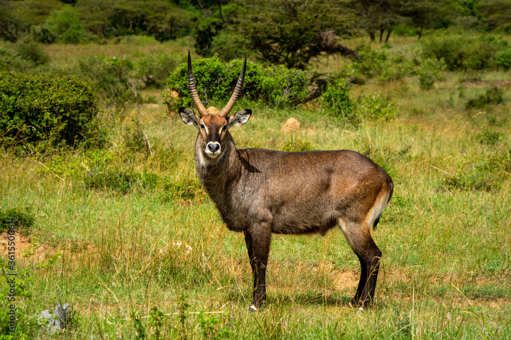 Male defassa waterbuck standing in sunny savannah Male defassa waterbuck standing in sunny savannah