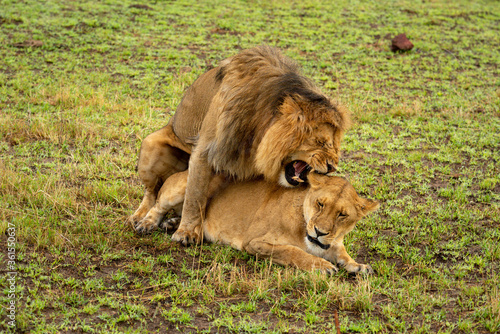 Photography Male lion bites female neck while mating