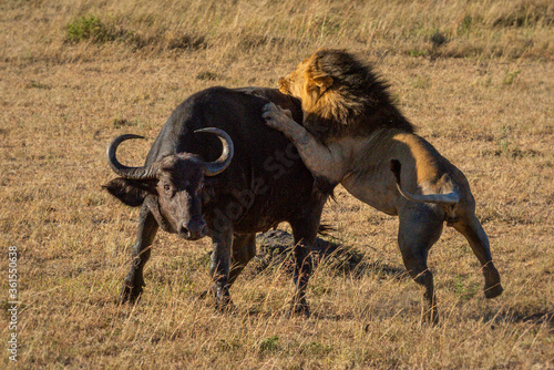 Photography Male lion grabs Cape buffalo by hindquarters