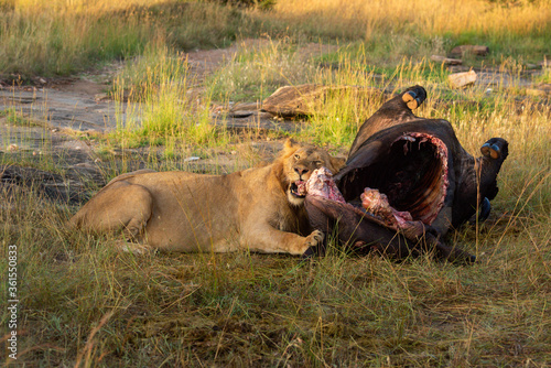 Male lion lies feeding on buffalo carcase