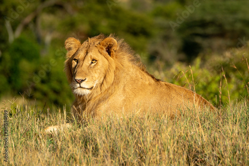 Male lion lies in grass in sunshine