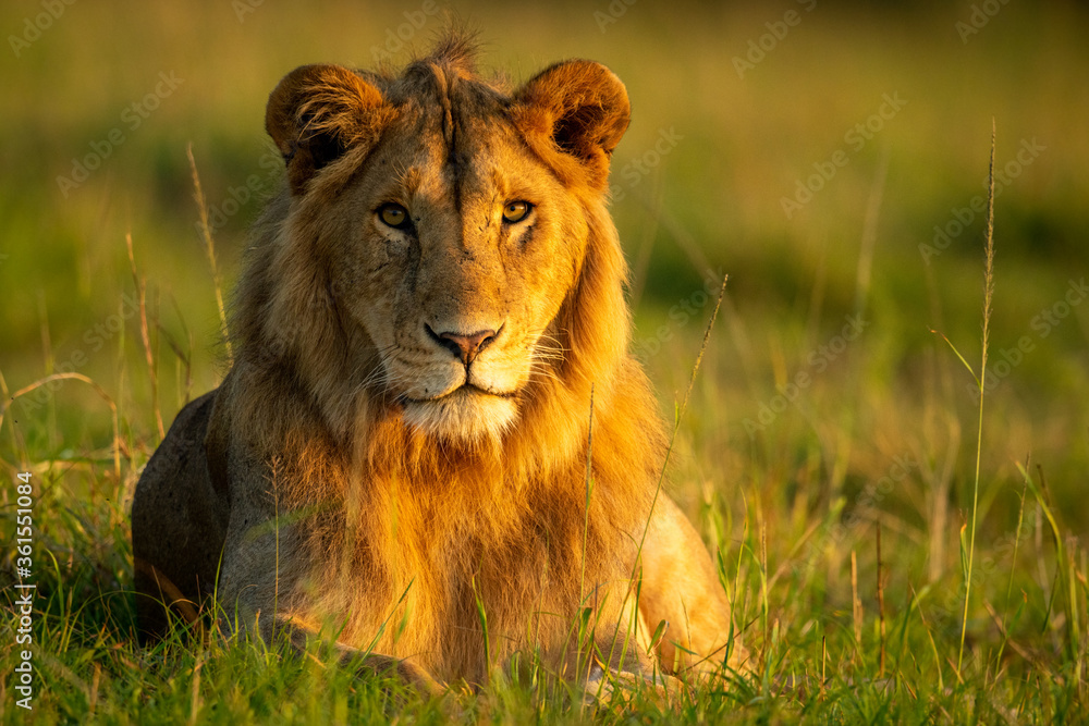 Male lion lying in early morning light Male lion lying in early morning light