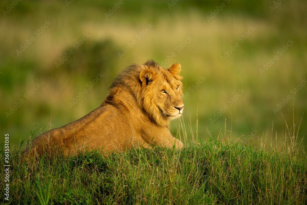Male lion lying on mound in sun Male lion lying on mound in sun