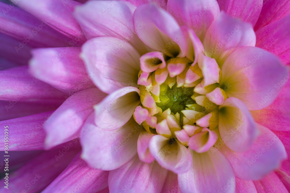 Dahlia flower in a closeup view.