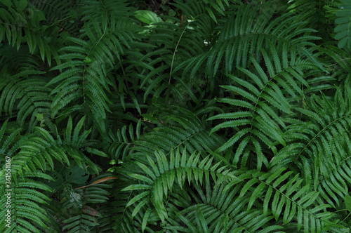 Vertical garden with tropical green leaf