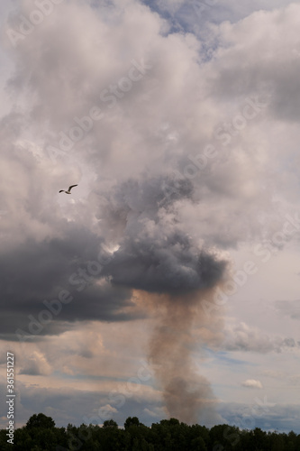 sky background of gray atmospheric clouds and a flying bird