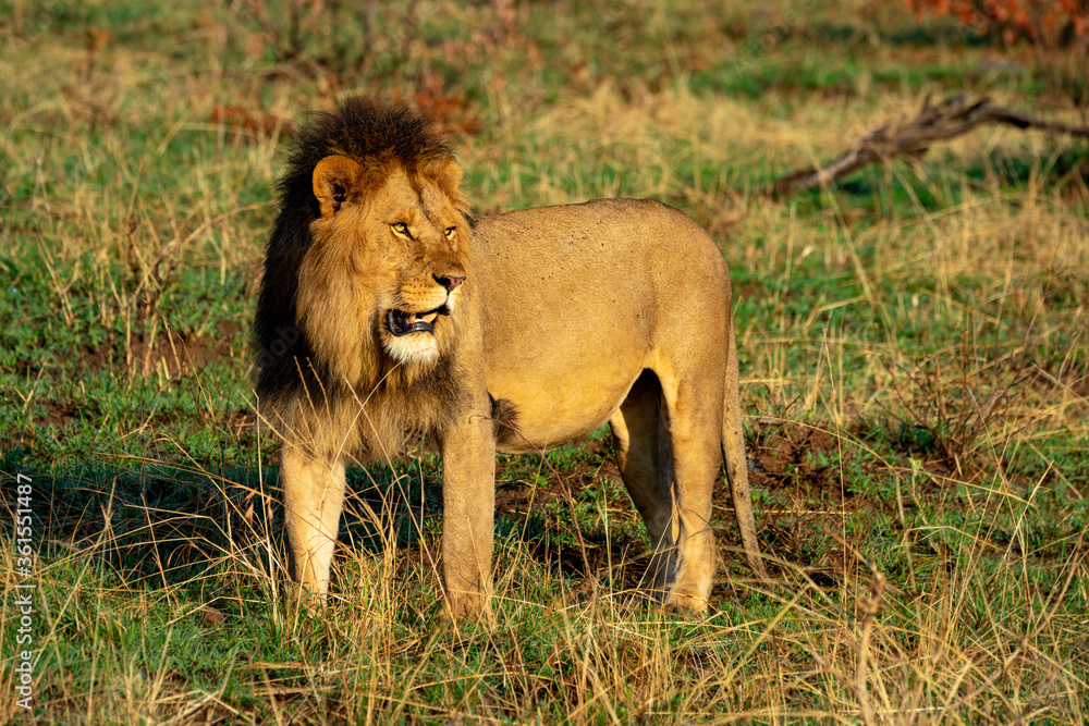 Male lion stands on grass turning head Male lion stands on grass turning head