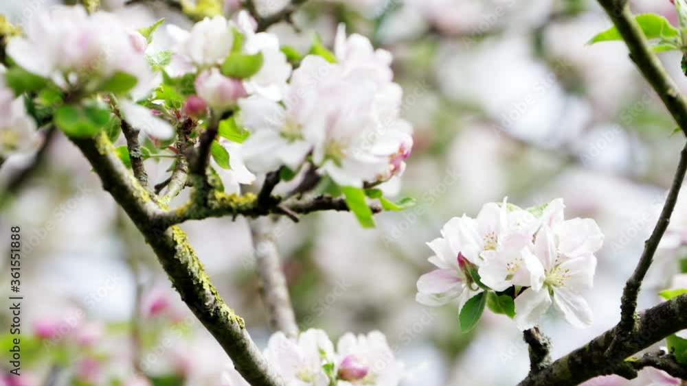 Close up of Apple blossom with rackfocus between the blossoms Close up of Apple blossom with rackfocus between the blossoms
