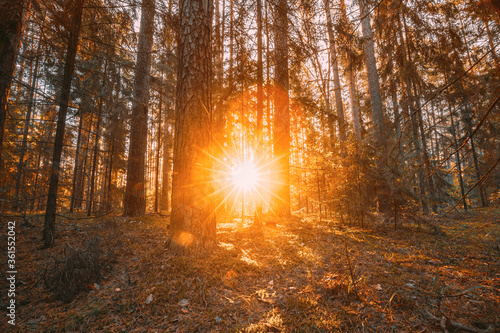 Beautiful Sunset Sunrise Sun Sunshine In Sunny Autumn Coniferous Forest. Sunlight Sunrays Sunbeams Through Woods In Fall Forest Landscape