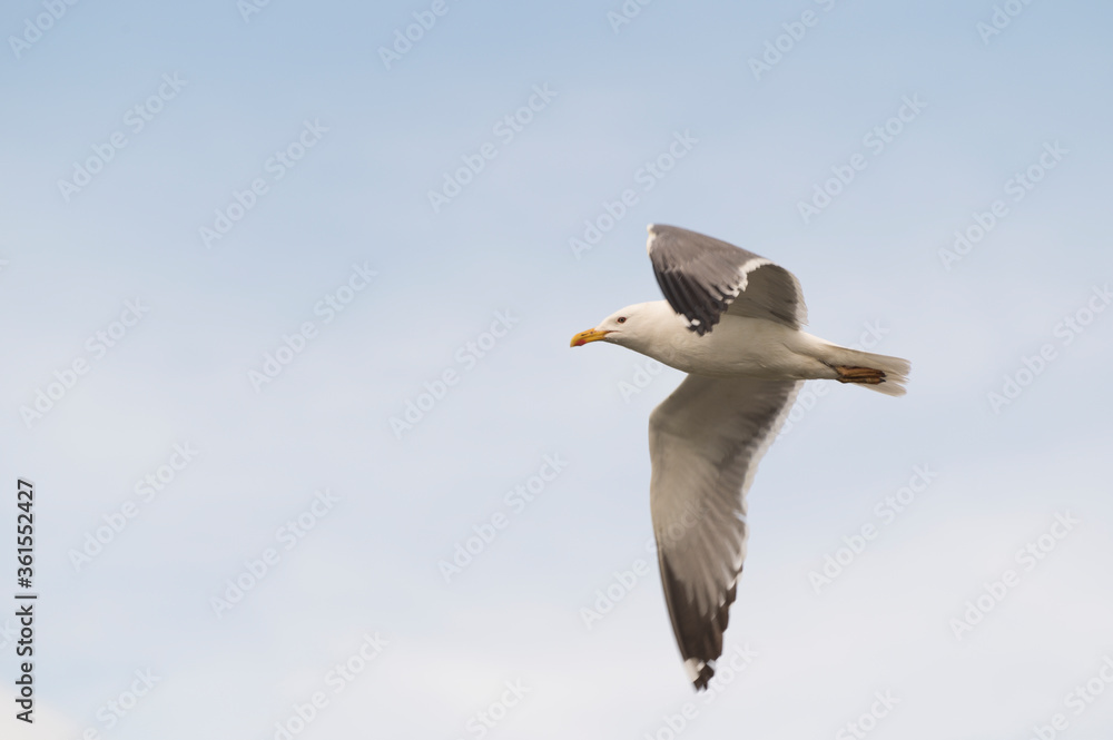 a gull bird soaring across the blue white sky close up a gull bird soaring across the blue white sky close up
