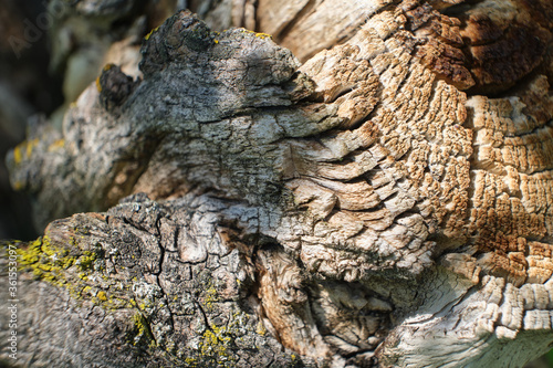 Old wood texture © Daniel Pintilei