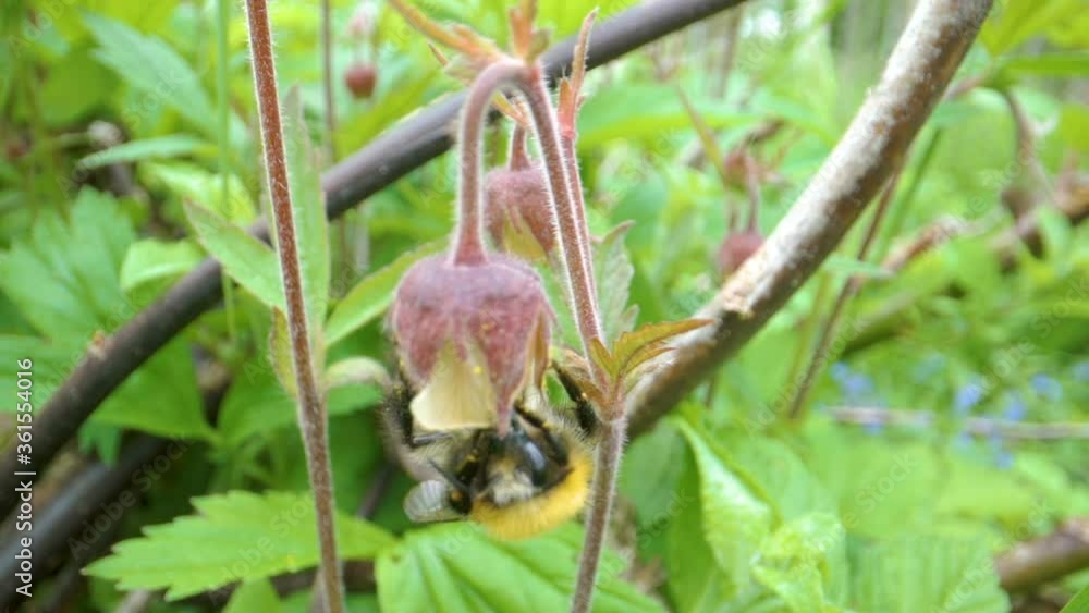 A big black bee hanging on the flower in the garden A big black bee hanging on the flower in the garden