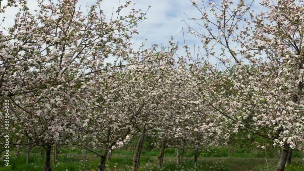 Pan over blossoming apple trees shot inside an apple plantation in Denmark, stock footage apple tree Pan over blossoming apple trees shot inside an apple plantation in Denmark, stock footage apple tree
