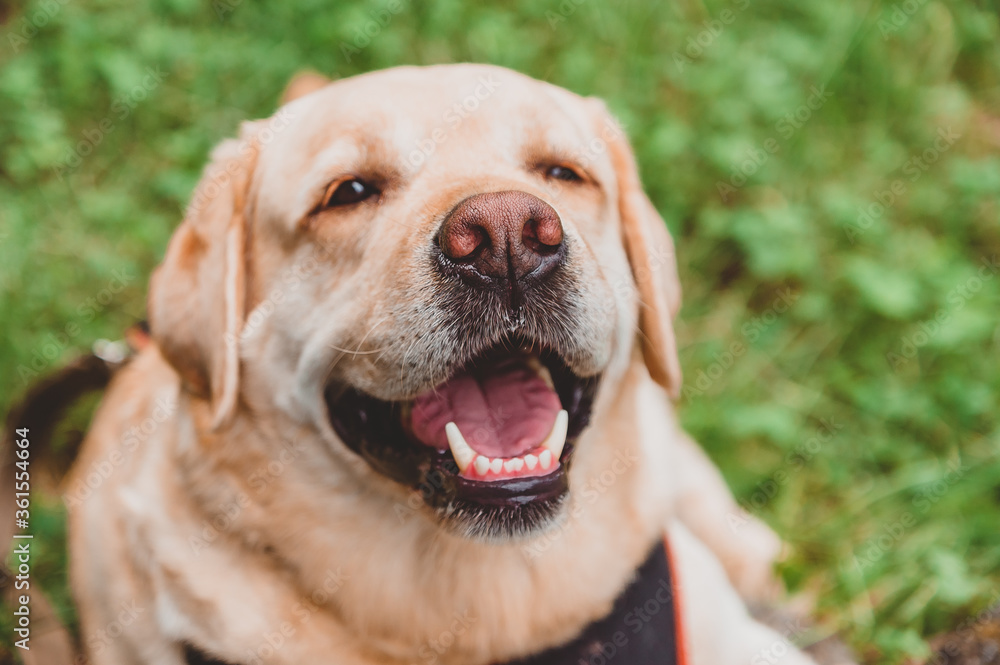 Happy Labrador Retriever lies on the grass and smiles. Dog walk in the Park Happy Labrador Retriever lies on the grass and smiles. Dog walk in the Park