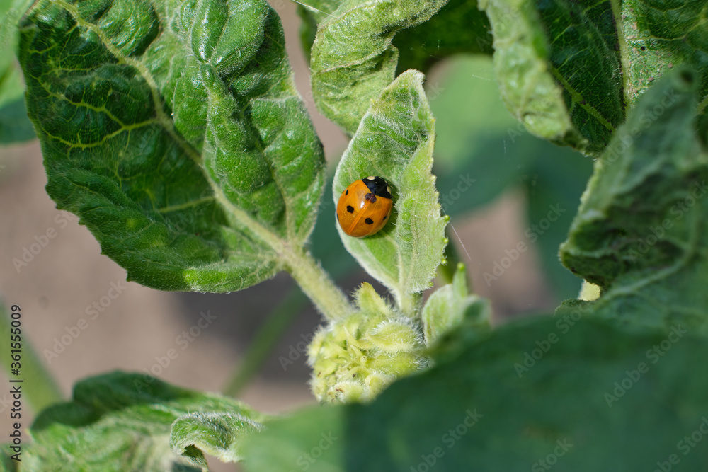 Fototapeta premium Orange ladybug on sunflower leaves