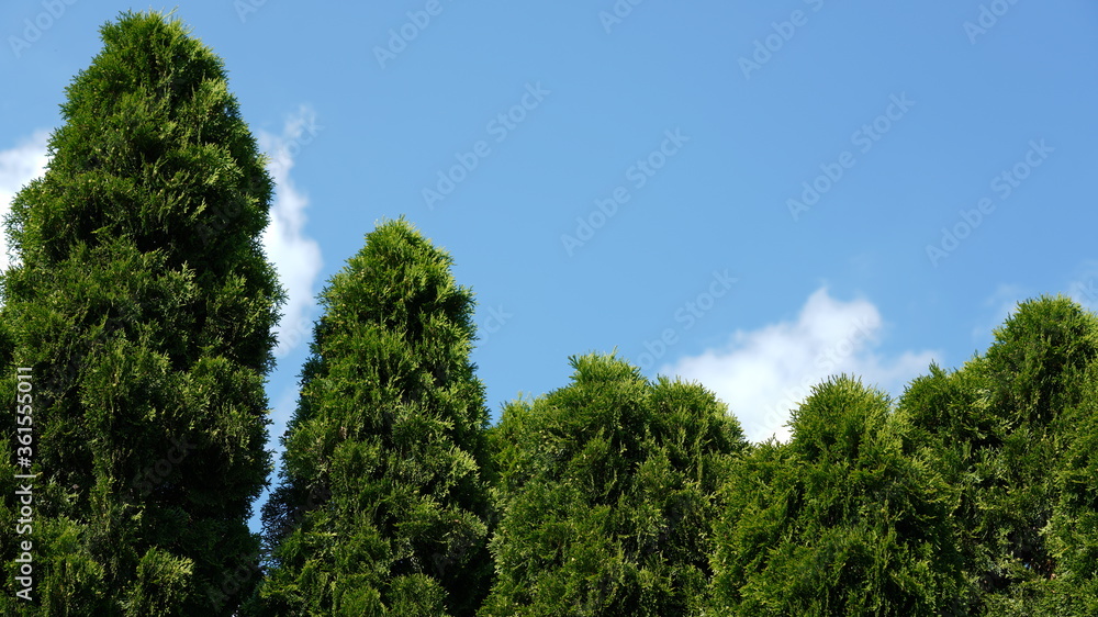 emerald thuja green trees on blue sky